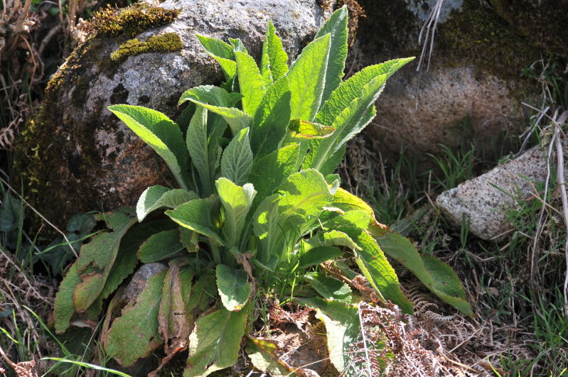 Digitalis purpurea